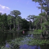 Caddo Lake State Park gallery