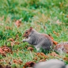 Critters R Us Wildlife Control gallery