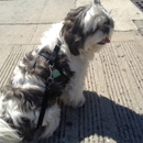 Treats & Tips - Pet Boarding & Kennels