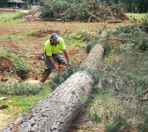 Woodstock Tree and Stump Removal - Coldstream, VIC