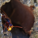 Brantley Termite & Pest Control - Pest Control Equipment & Supplies