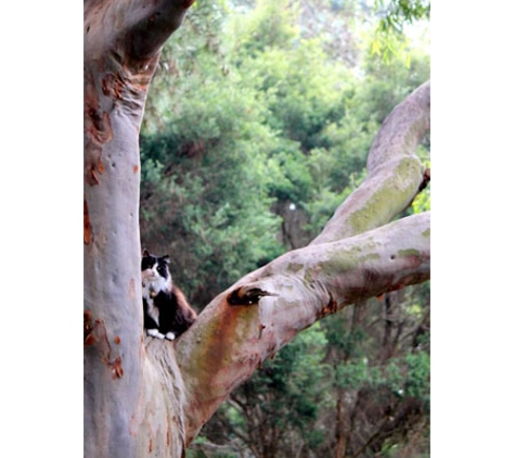 Treetops Boarding Cattery - Moorooduc, VIC