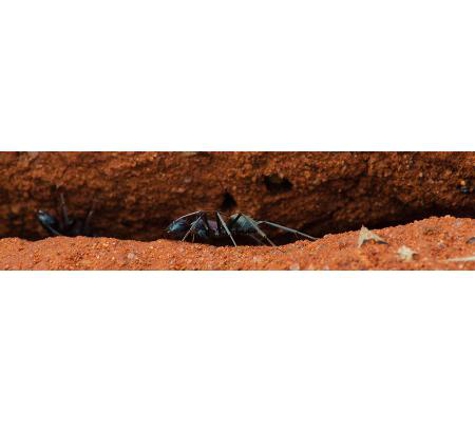 Goldfields Pest Control - Kalgoorlie, WA