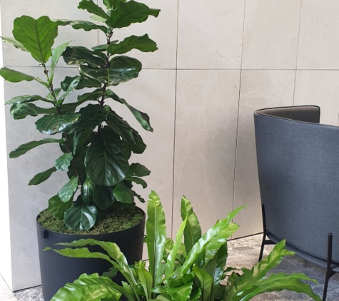 Short Term Plants - Dingley Village, VIC