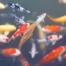 Black River Koi - Fishing Lakes & Ponds