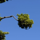 Kind Feller Tree Care - Tree Service