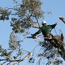 Bovaird Tree & Stump Removal - Tree Service