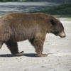 Yellowstone Bear World gallery