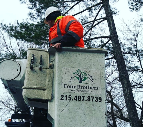 Four Brothers Tree - Bensalem, PA