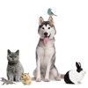Willowbend Pet Sitting gallery