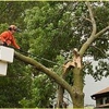 Arbor Tech Tree Care gallery