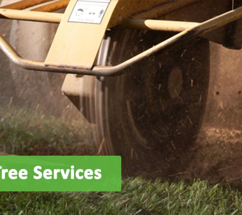 Mr Trees - Riverhills, QLD. Palm Tree Services