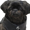 Axel Roze Pets gallery