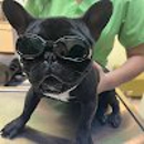 Massage Envy - Pet Stores