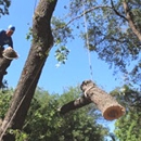 C.I.R. Tree Service - Tree Service