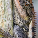 Florida Wildlife Busters - Pest Control Services