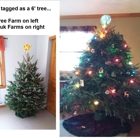 Mr Tree Farm