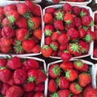 Fresh Strawberry Field