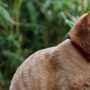 Cat Sense Feline Hospital and Boarding - Pet Services