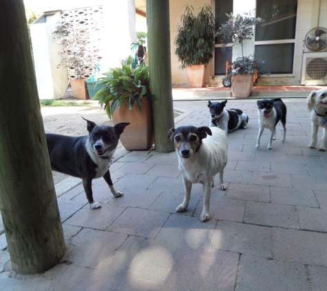 Homebush Boarding Kennels & Cattery - Homebush, QLD