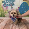 Kim O's Pampered Pups gallery