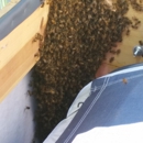 The Bee Guy - Pest Control Services