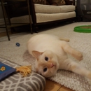 Calico Pet Sitting, Ltd. - Pet Sitting & Exercising Services