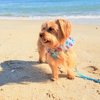 Bayshore Veterinary Hospital gallery