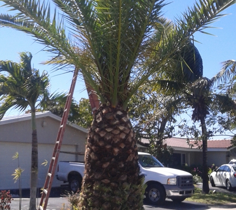 Big Al & Sons Affordable Tree Service - West Park, FL