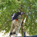 Edison Tree Service - Tree Service