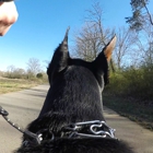 Happy Trails Dog Walking Service