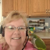 In A Pickle Parrot Shop gallery