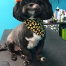 You Dirty Dog - Dog & Cat Grooming & Supplies