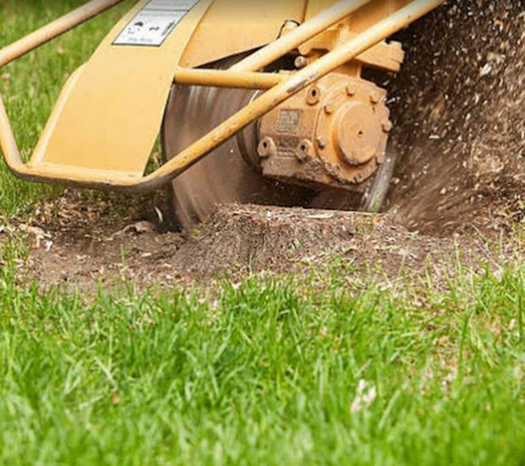 Dave & Jo's Tree Service & Stump Grinding - Saint Petersburg, FL