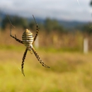Best For Less Pest Control Inc - Pest Control Equipment & Supplies