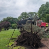Trees by Forrest | Tree Removal Company in Plymouth, MN gallery