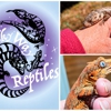 Everything Pets gallery