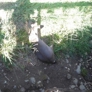 Photo #11