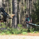 Brewer Stump And Tree - Tree Service