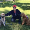 Gentledogtraining.com gallery