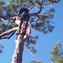 Bargain Stump & Tree Removal - Tree Service