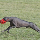 Desert Noble Canines - Dog Training