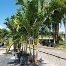 Palm Trees Direct - Garden Centers