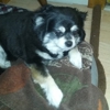 Canine Grooming Services gallery