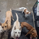 Alicia's Leash Animal Services - Pet Boarding & Kennels