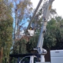 Cervantes Tree Services - Bakersfield, CA