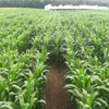 Great Vermont Corn Maze gallery