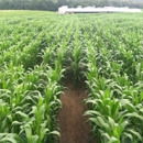 Great Vermont Corn Maze - Farms