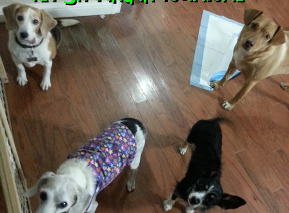 Angel Pets of Houston - Houston, TX