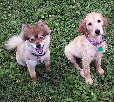 Born To Be Styled Pet Grooming Training - Abbottstown, PA. Swimmers